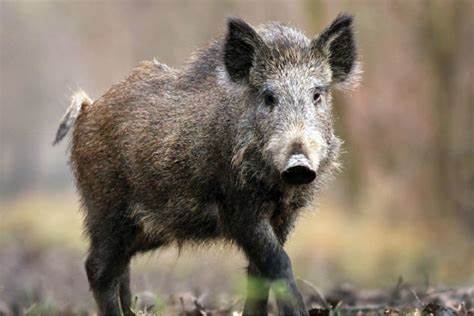 From Field To Table: Are Wild Hogs Safe To Eat?