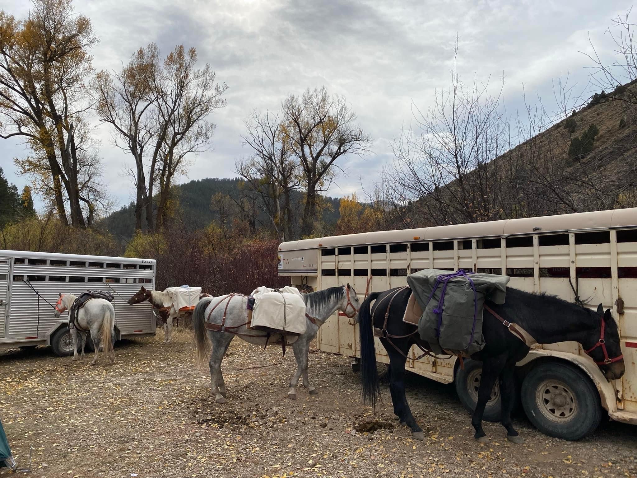 Saddlehorn Idaho Horses At Trailer